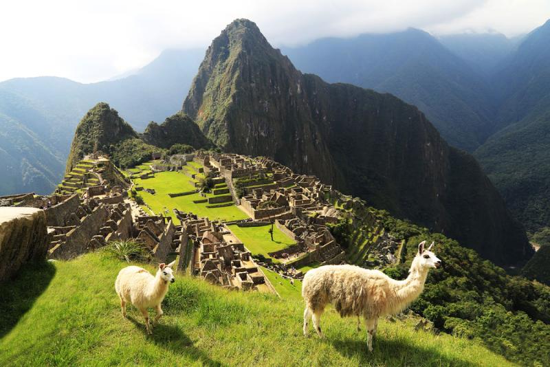 Trip_Top_Putovanja_-_Juzna_Amerika_-_Peru_-_Cusco_-_Machu_Picchu_-_Llama1-1