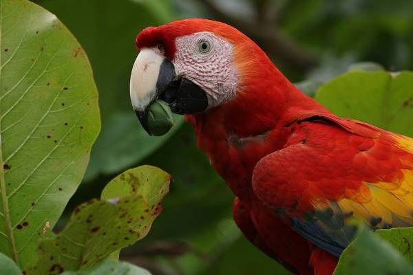 Kolumbija – Kostarika – Panama, putovanje kroz džungle, plaže i gradske pejzaže